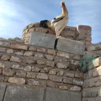 ۳۰۰۰۰۰۰|حیوانات مزرعه|زاهدان, |دیوار