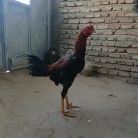 خروس لاری ۷ ماهه