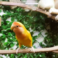 طوطی برزیلی معاوضه با یک جفت فنچ گلدین|پرنده|تهران, هفده شهریور|دیوار