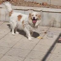 حیوانات خانگی|سگ|کاشان, شهرک انقلاب|دیوار