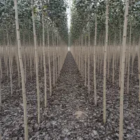 فرصــت طلایی سرمایه‌گـذاری با نهـال صنـوبر