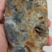 راف شجر دریایی و درختی