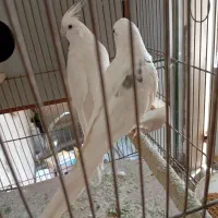 عروس نر تک خال آلبینو|پرنده|باقرشهر, |دیوار