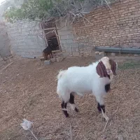 بز نر پاکستانی