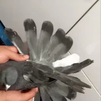 نر کشیده به شرط  دولا پور