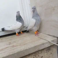 کفتر سینه سبز آبی نرو ماده