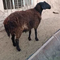 بره قوچی وتقلی|حیوانات مزرعه|بیرجند, |دیوار