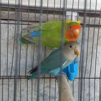 نر و ماده طوطی برزیلی ۱۴۰۰
