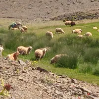 ۱۲عدد بره نر چاق