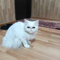 فروش حیوان خانگی گربه|گربه|ارومیه, |دیوار