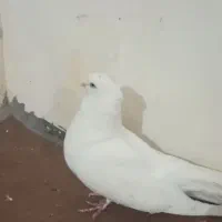 کبوتر سفید چشم سفید