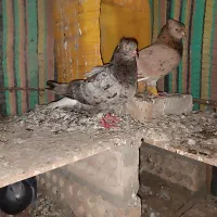 گبوتر دم سفید