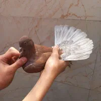 کفتر|پرنده|ملارد, |دیوار