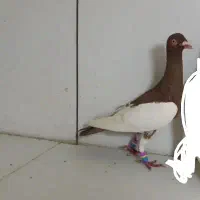 کبوتر یهودی اصل