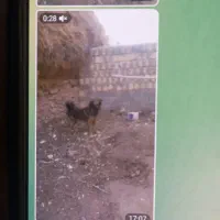 سگ نگهبان|سگ|ورزقان, |دیوار