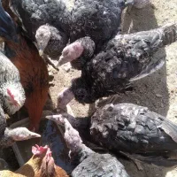 فروش تعدادی بوقلمون و جوجه مرغ محلی|حیوانات مزرعه|کمیجان, |دیوار