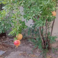 تاج خاتون باغچه خانه اجاره|اجارهٔ خانه و ویلا|سلفچگان, |دیوار