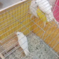 طوطی کوتوله برزیلی|پرنده|اصفهان, آبشار|دیوار