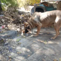 سگ سرابی ماده اصیل|سگ|رودهن, |دیوار