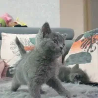 بچه بیریتیشین اسکاتیش/ ۲ماه /خالص/ اپارتمانی|گربه|کرج, فاز ۳ مهرشهر|دیوار