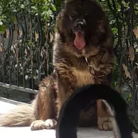 سگ قفقازی|سگ|کوهسار (البرز), |دیوار