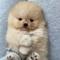 سگ پامر/ پامرانین خرسی تیکاپ