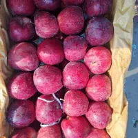 میوه مجلسی