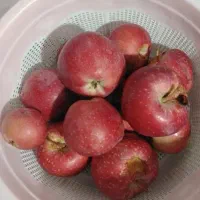 سیب برای مربا وسرکه و...