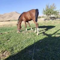 کره اسب نریون|اسب و تجهیزات اسبسواری|همدان, |دیوار