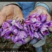 راهنمایی کاشت زعفران