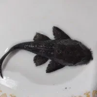 ماهی لجنزار خوار  .کت پوزه بوته ای