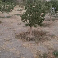 باغ میوه در دستجرد علیا بالاتر از امامزاده اباذر|فروش زمین و ملک کلنگی|قزوین, |دیوار