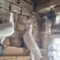 فروش کبوتر یا معاوضه با بلدرچین|پرنده|کشکوئیه, |دیوار