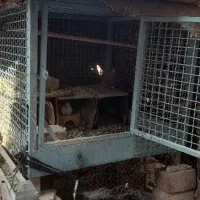 قفس مرغ وکبوتری|لوازم جانبی حیوانات|خاش, |دیوار