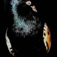 سینه سیاه و..عشق بازار. گمشده یساله