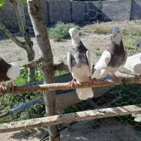 طوقی