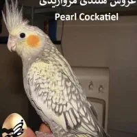 عروس هلندی گم شده