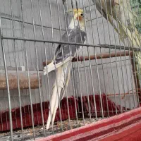 جفت عروس هلندی