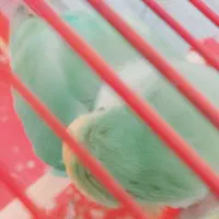 طوطی برزیلی|پرنده|پاکدشت, پاکدشت (مامازند)|دیوار