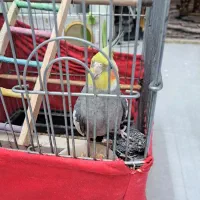 عروس هلندی|پرنده|رباطکریم, شهرک صنعتی دهحسن|دیوار