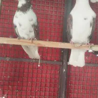 کفتر|پرنده|تهران, میدان میوه و ترهبار مرکزی|دیوار