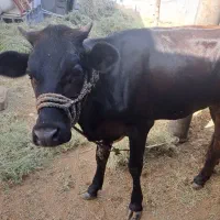 گاو فروشی چاق و سرحال