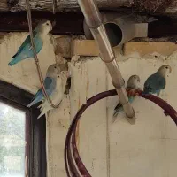 طوطی کوتوله