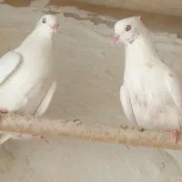 کبوتر ماهرو