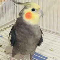 عروس هلندی نر آهویی رام و سخنگو|پرنده|ساری, |دیوار