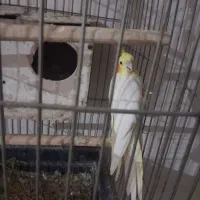 معاوضه|پرنده|مشهد, رده|دیوار