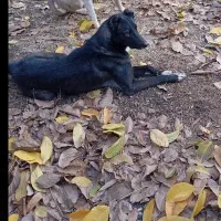 سگ دزدیده شده