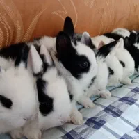 خرگوش کوچولو|موش و خرگوش|وحیدیه, |دیوار