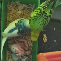 مرغ عشق فروشی