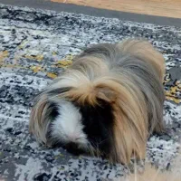 خوکچه واگذاری رایگان